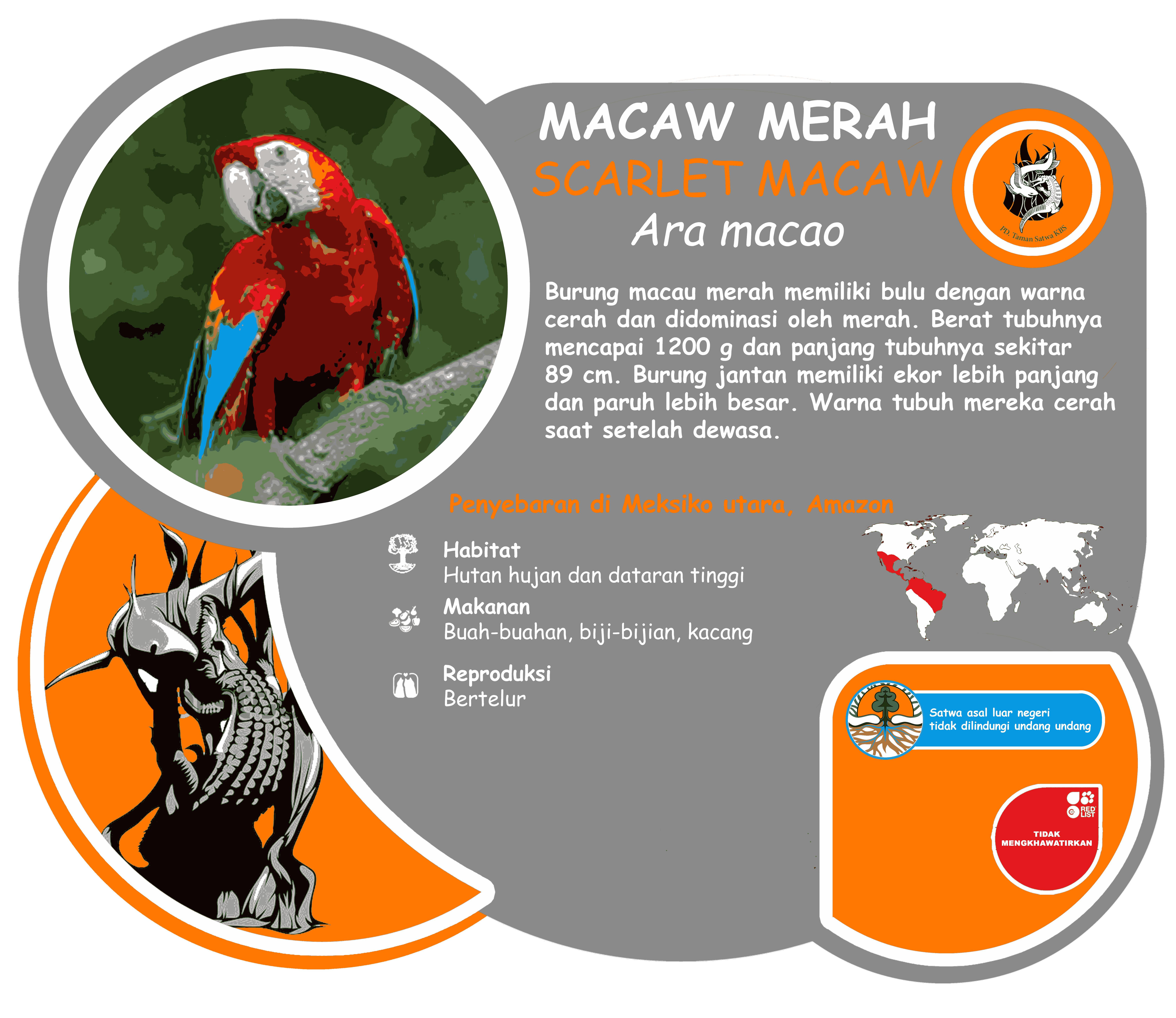 MACAW