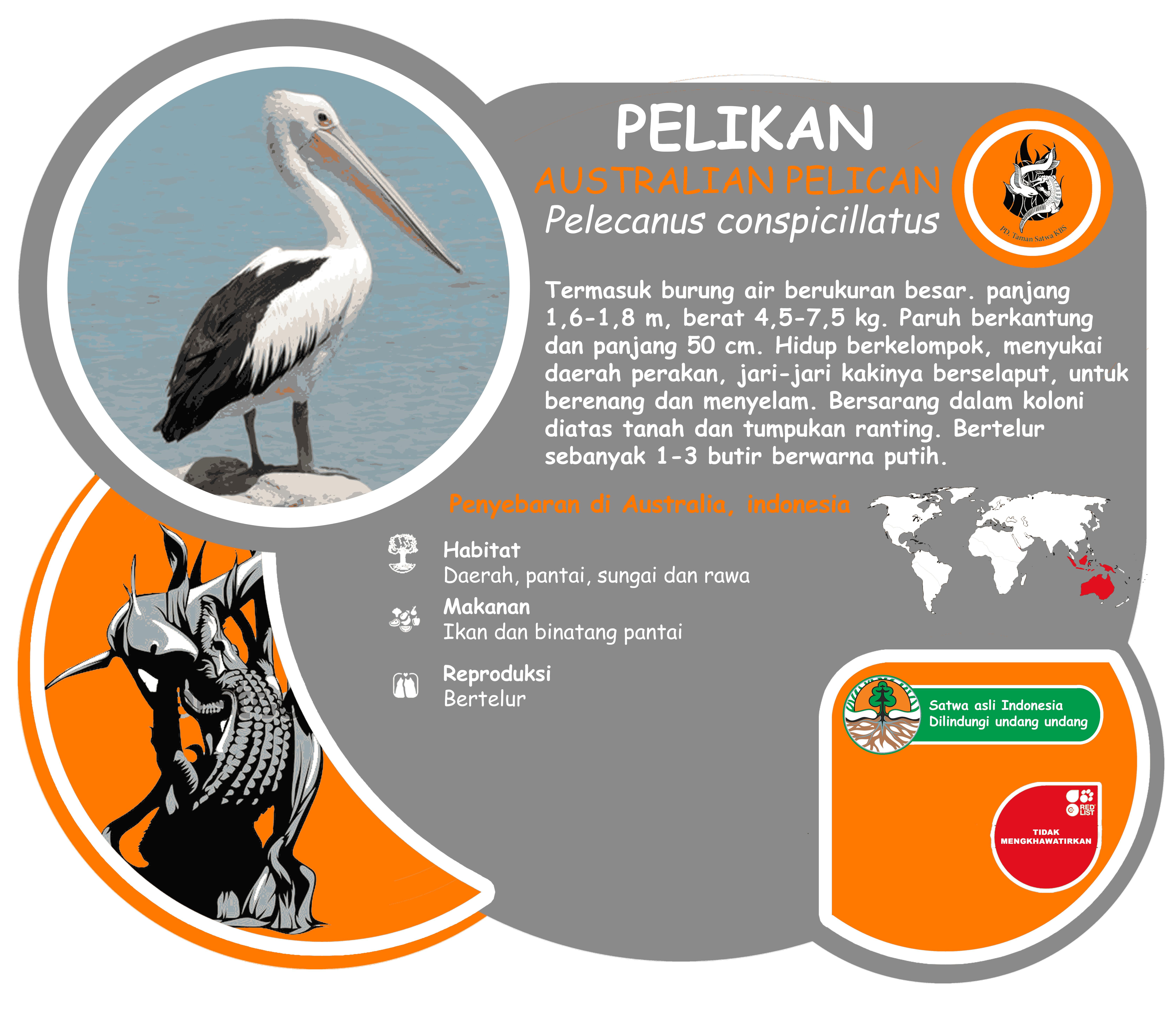 PELIKAN